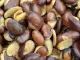 Manfaat Kacang Koro Untuk Kesehatan Tubuh