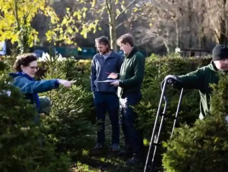 Tidak Perlu Lagi Membeli Pohon Natal Dari London