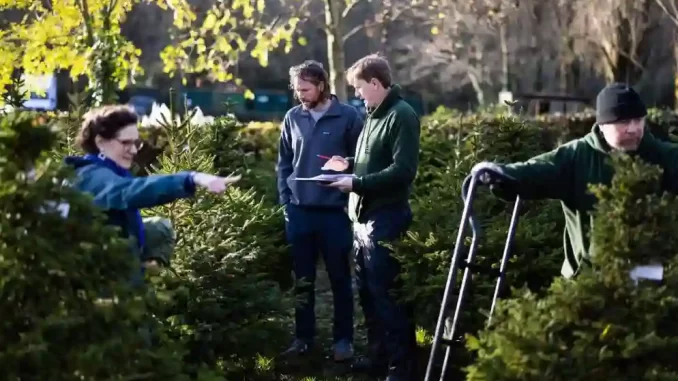 Tidak Perlu Lagi Membeli Pohon Natal Dari London