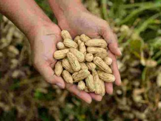 Manfaat Kacang tanah Untuk Jantung Lebih Sehat