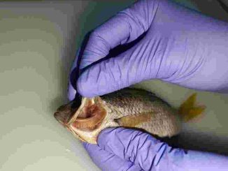 Kontroversi Ikan Hasil Pengeboman